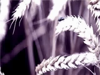 Klicken, um dieses Video zu sehen