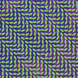  Animal Collective 
