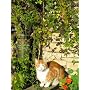 Canon Appareil photo num�rique PowerShot SX100 IS &hellip de Canon
