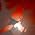 Vignette de Tonvoisin Debureau