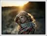 La Page Goldfrapp sur Amazon.fr
