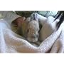 Je m'occupe de mon lapin de Fiona Patchett