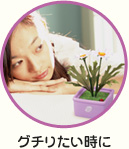 花っぱ ヒマワリ(黄)