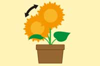 花っぱ ヒマワリ(黄)