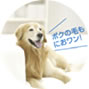 ペットの写真