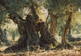 【一番絞りのオリーブオイルへのこだわり】