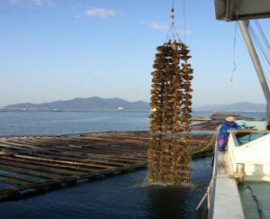 ORIHIRO(オリヒロ) オリヒロ牡蛎エキス粒 12