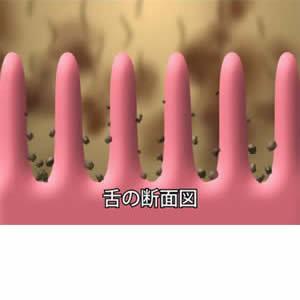口臭とは何か?なぜ口臭が出るのか?