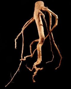 トンカットアリ