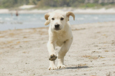 マーリー 世界一おバカな犬が教えてくれたこと