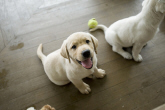 マーリー 世界一おバカな犬が教えてくれたこと