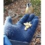 Nourrir les oiseaux dans sa main by HUGH WIBERG