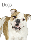 Dog supplies