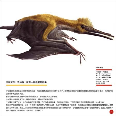 翼龙专家:史前天空统治者深度解密(下)\/杨杨