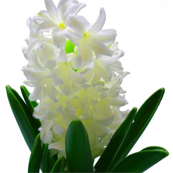 冷藏结束后,将风信子