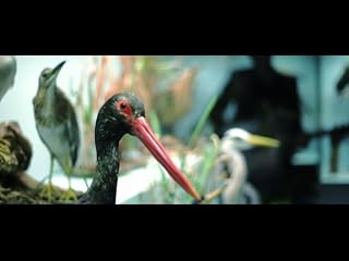 Klicken, um dieses Video zu sehen