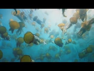 Cliquez pour regarder cette vid�o