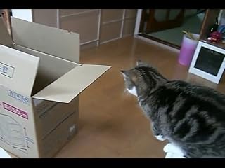 Klicken, um dieses Video zu sehen