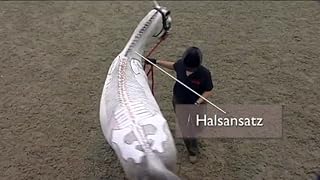 Klicken, um dieses Video zu sehen