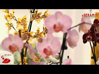 Klicken, um dieses Video zu sehen