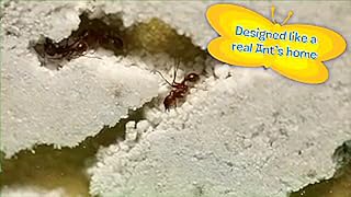 Click to watch this video