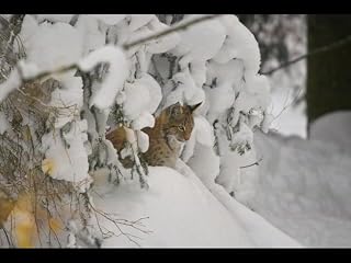 Klicken, um dieses Video zu sehen