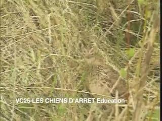 Cliquez pour regarder cette vid�o
