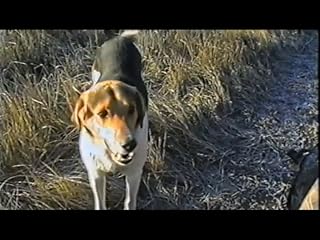 Klicken, um dieses Video zu sehen
