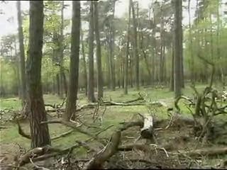 Klicken, um dieses Video zu sehen