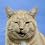 Main1360704467._sx45_sy45_